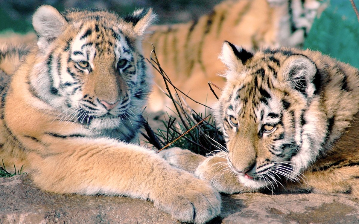 Тигры - оригинал