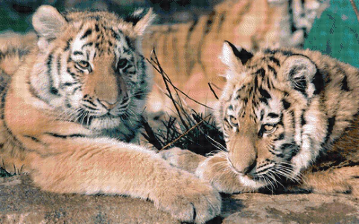 Тигры - предпросмотр