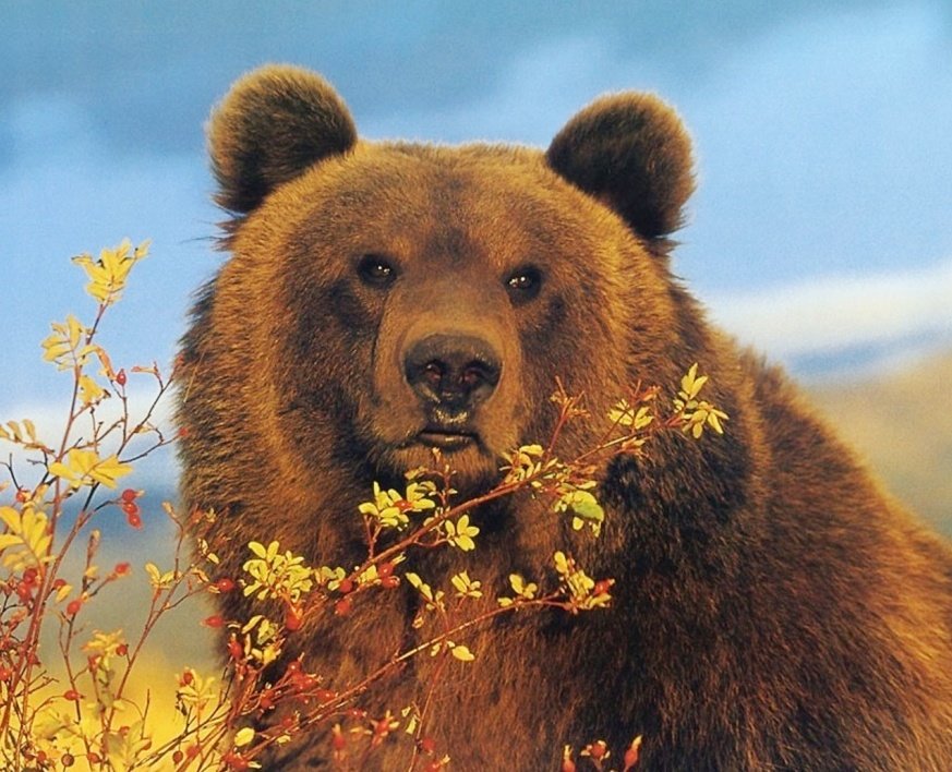 Миха - оригинал