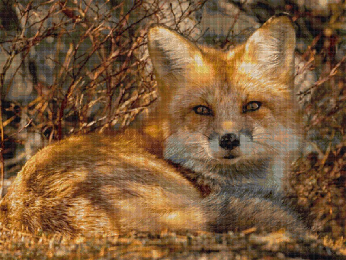 Рыжая, пушистая - предпросмотр