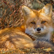 Схема вышивки «Рыжая, пушистая»