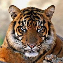 Схема вышивки «Тигр 1»