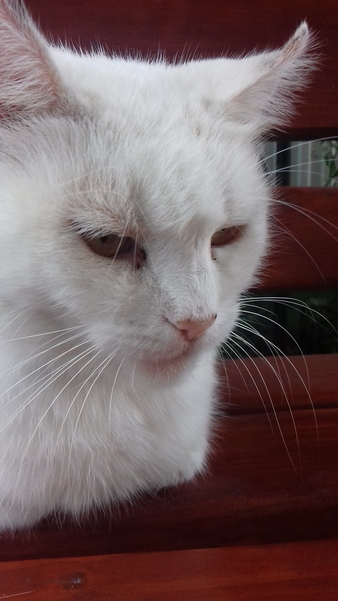 Кошка - оригинал