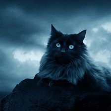 Схема вышивки «Кот»