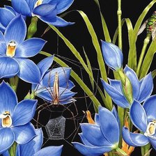 Схема вышивки «цветы и паутина»