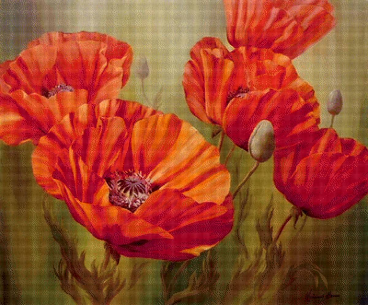 Маки - цветы, маки - предпросмотр