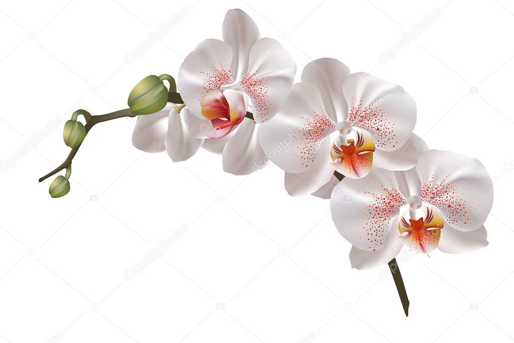 орхидея - цветы - оригинал