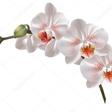 Оригинал схемы вышивки «орхидея» (№1844707)