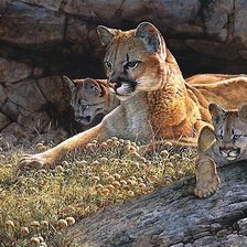 Схема вышивки «пума с котятами»