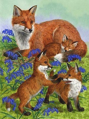 лисы - мир животных - оригинал