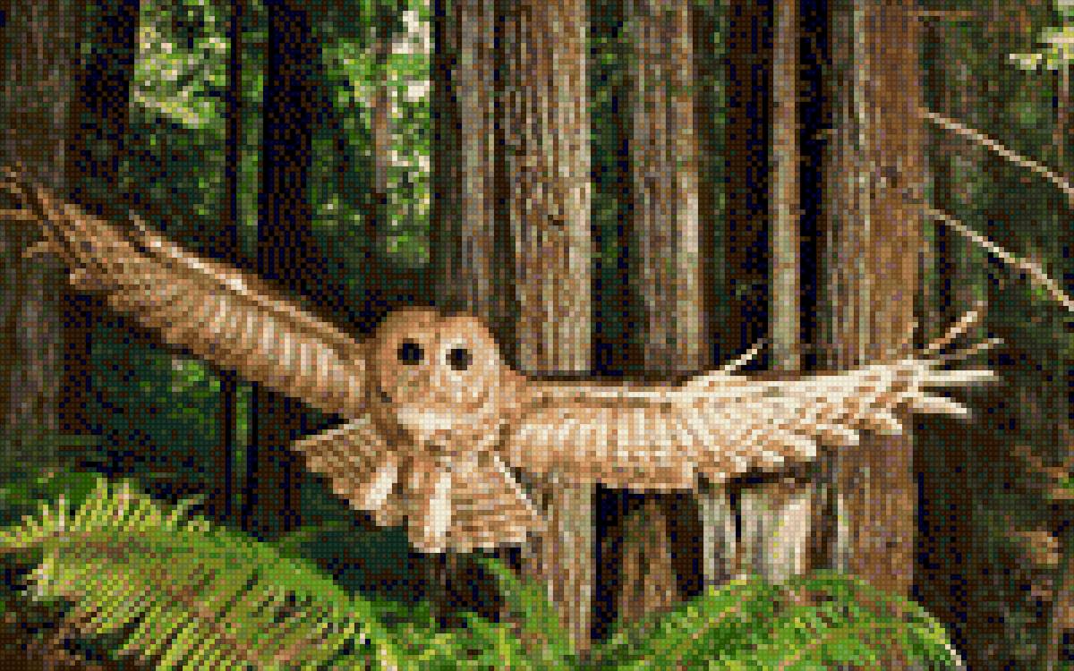 Совушка - спокойствие, лес, папоротник, ели, сова - предпросмотр