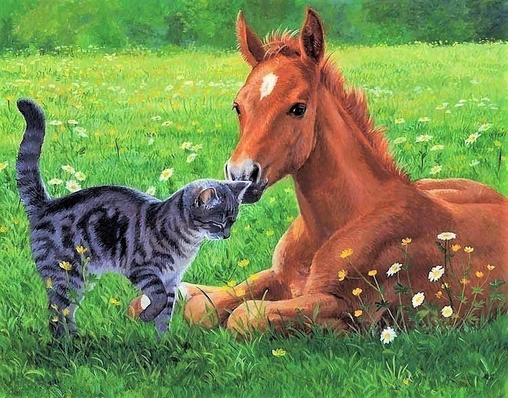 Котик с жеребёнком - природа, кот, животные, жеребенок. - оригинал