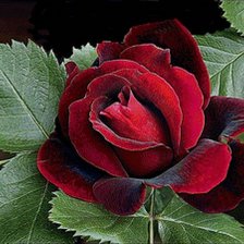 Схема вышивки «розы»