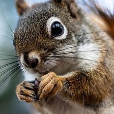 Схема вышивки «Любопытная»