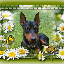 Схема вышивки «Моя любимица "Моня"»