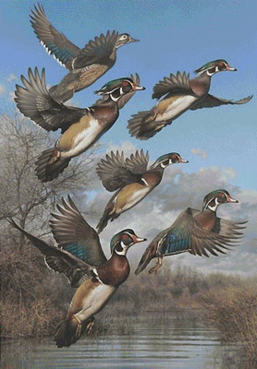 птицы - мир животных - предпросмотр