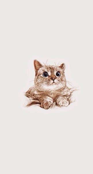 Рисунок 5 - кошки - оригинал