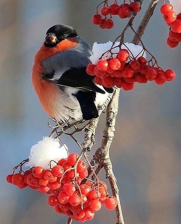 снегири - оригинал