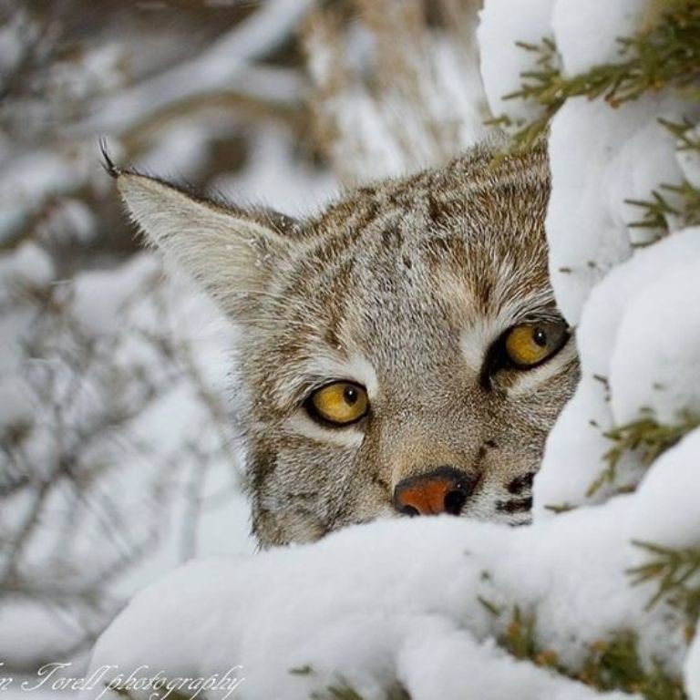 животные - оригинал