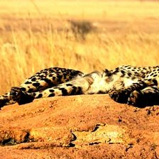 Схема вышивки «Гепард»