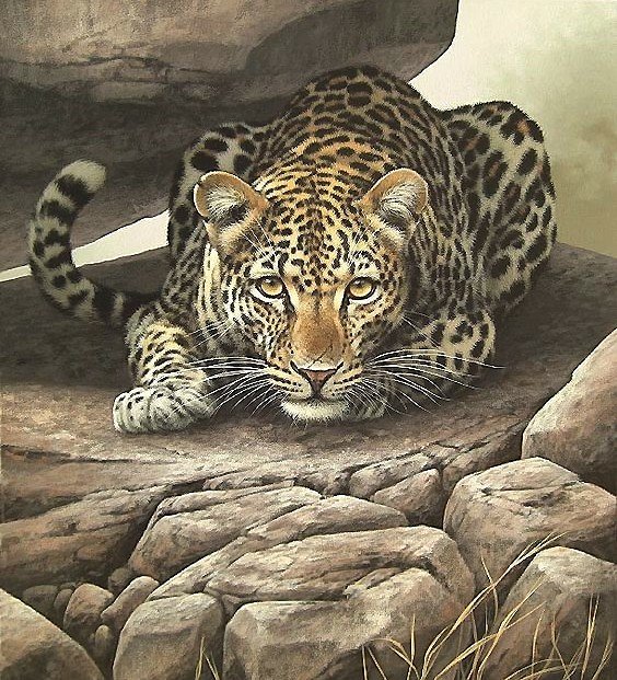 ягуар - ягуар - оригинал