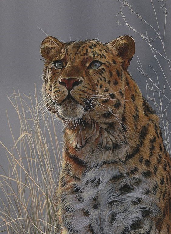 ягуар - ягуар - оригинал