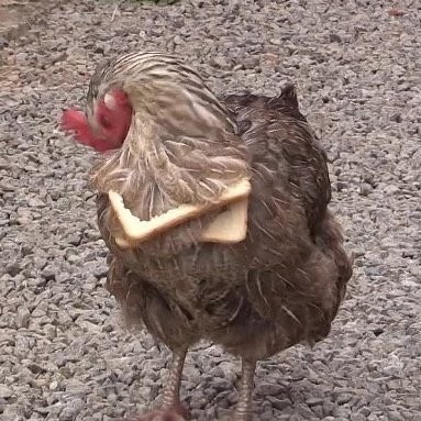 Хлебоцыпа - #курица - оригинал