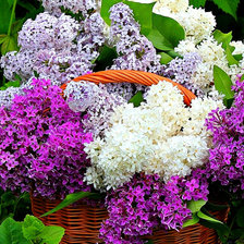 Схема вышивки «Сирень»