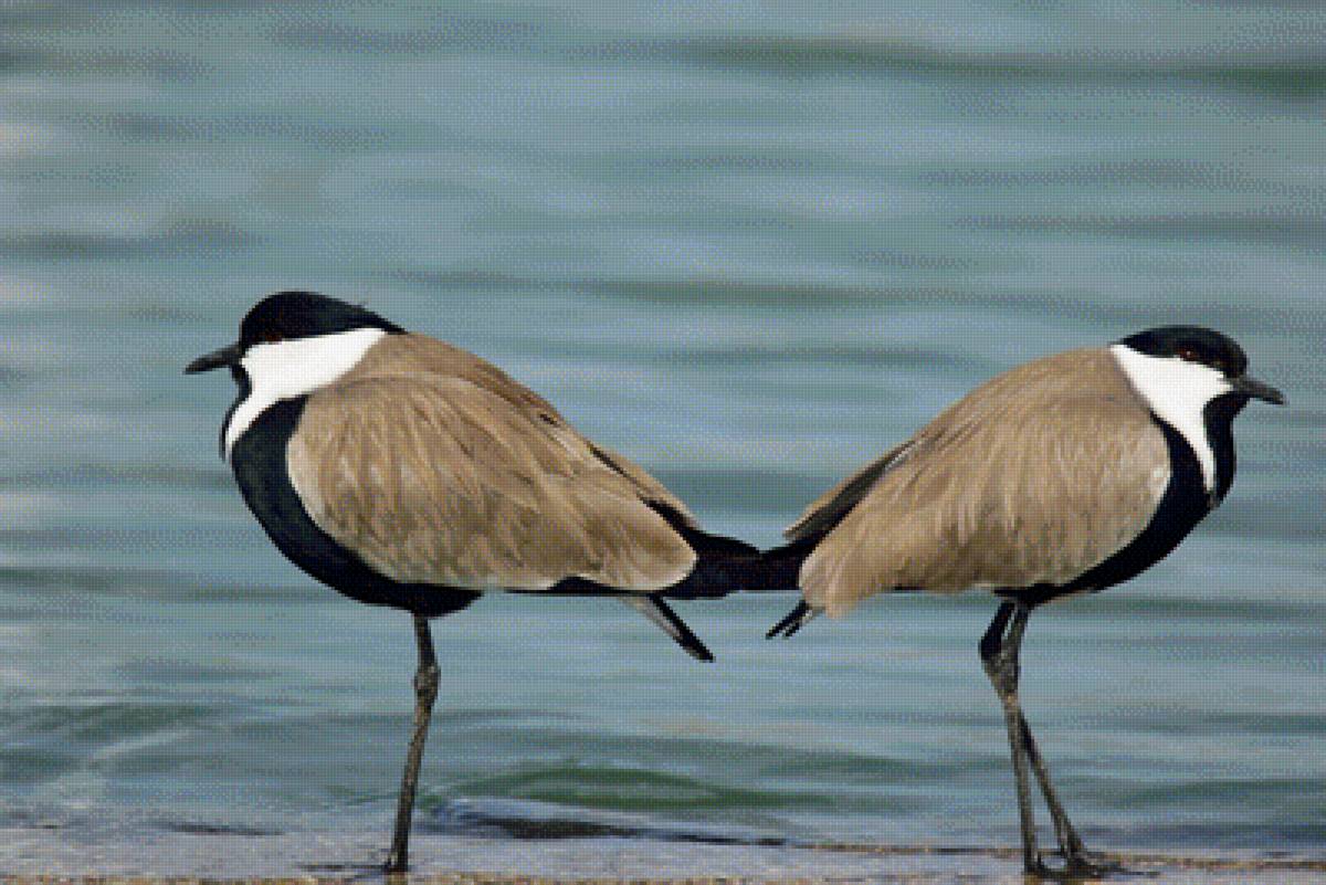 Птички - предпросмотр