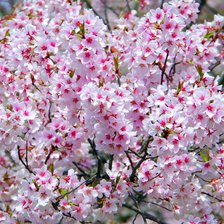 Схема вышивки «Цветы»