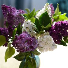 Букет сирени