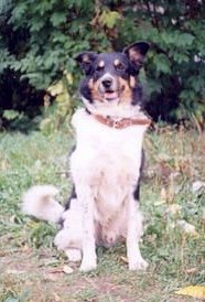 Дарик - собаки, животные - оригинал