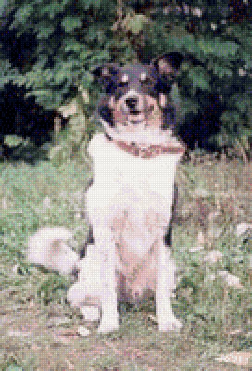 Дарик - собаки, животные - предпросмотр