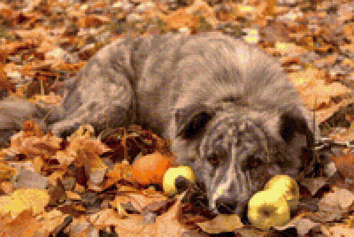 Вальс - собаки, животные - предпросмотр