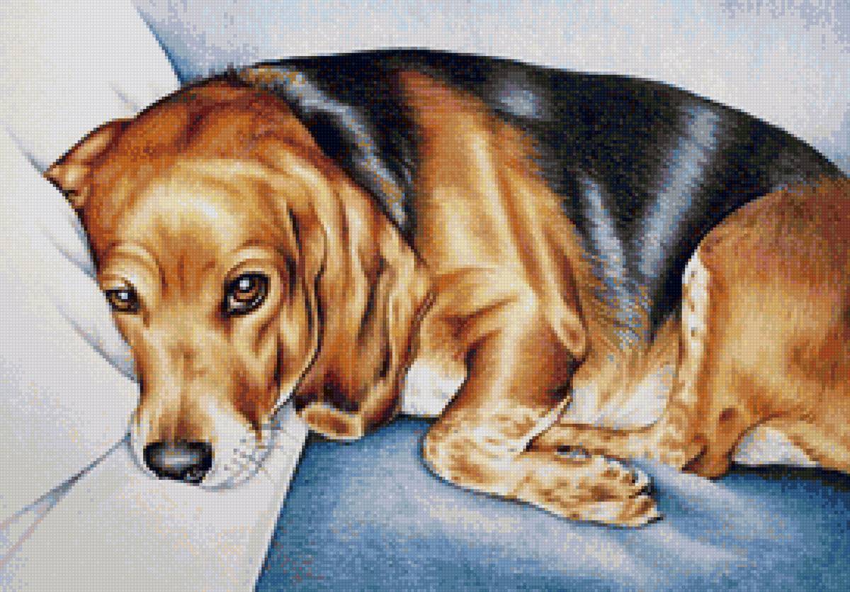 Собака - собака, животные - предпросмотр