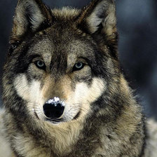 Схема вышивки «Волк №2»