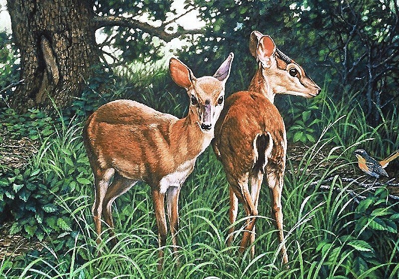 две косули - мир животных - оригинал