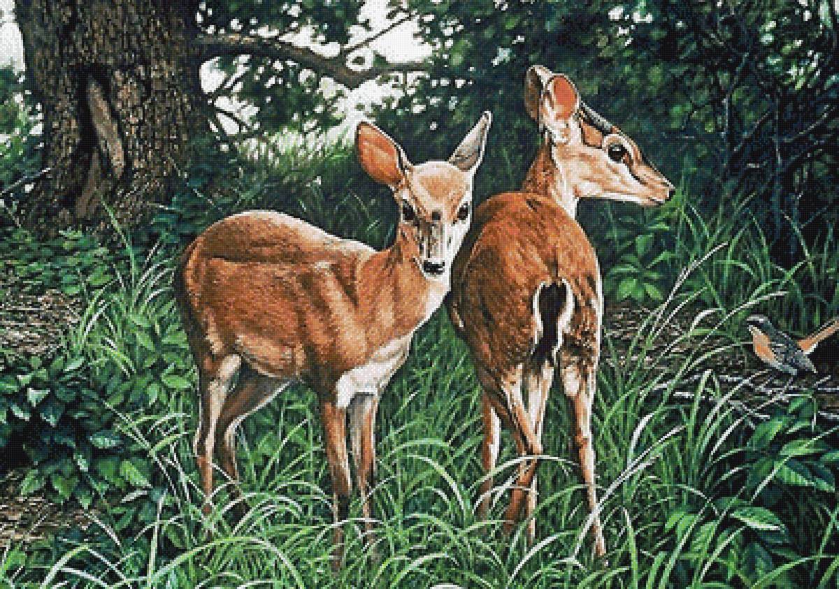 две косули - мир животных - предпросмотр