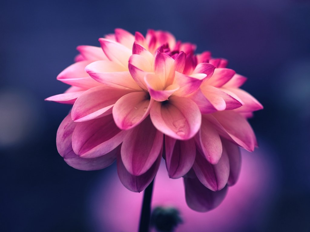 Цветок - флора, цветок - оригинал