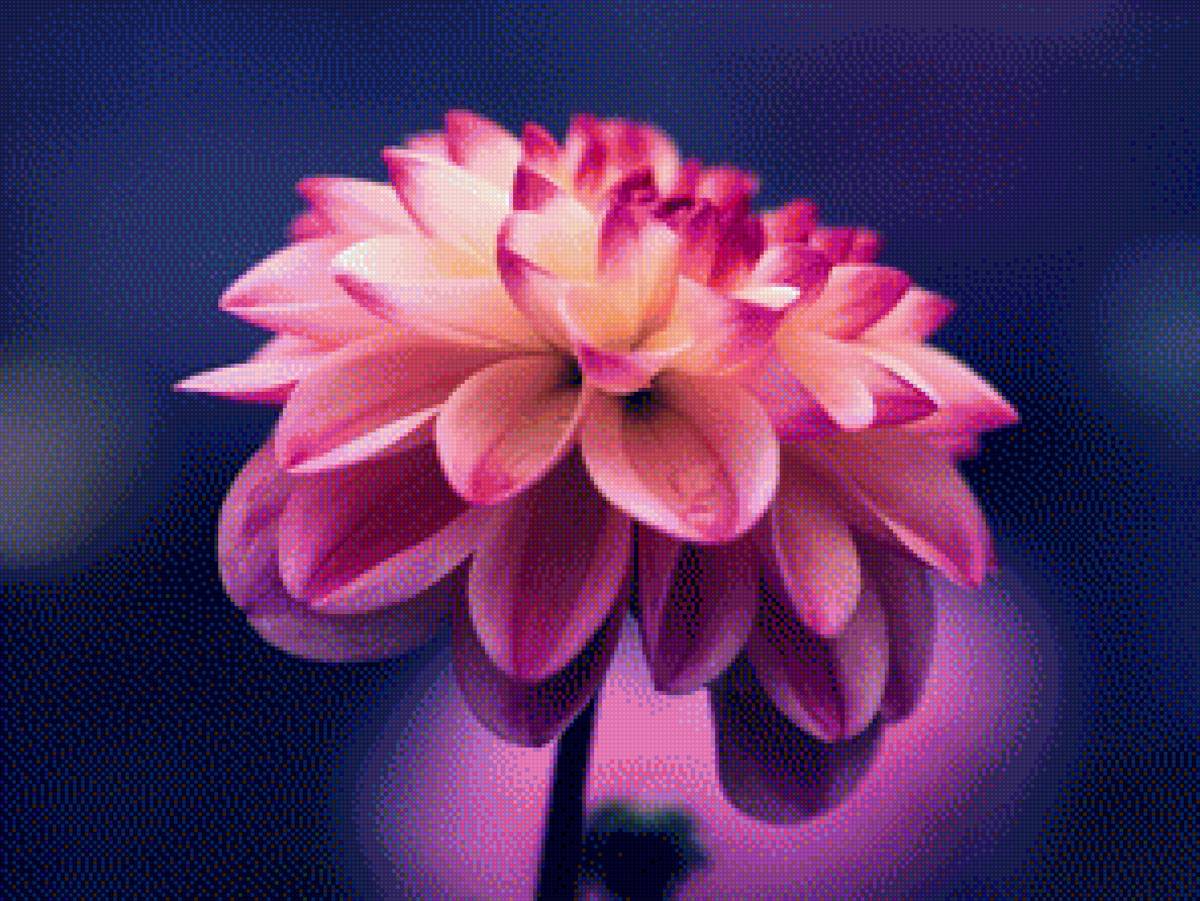 Цветок - флора, цветок - предпросмотр