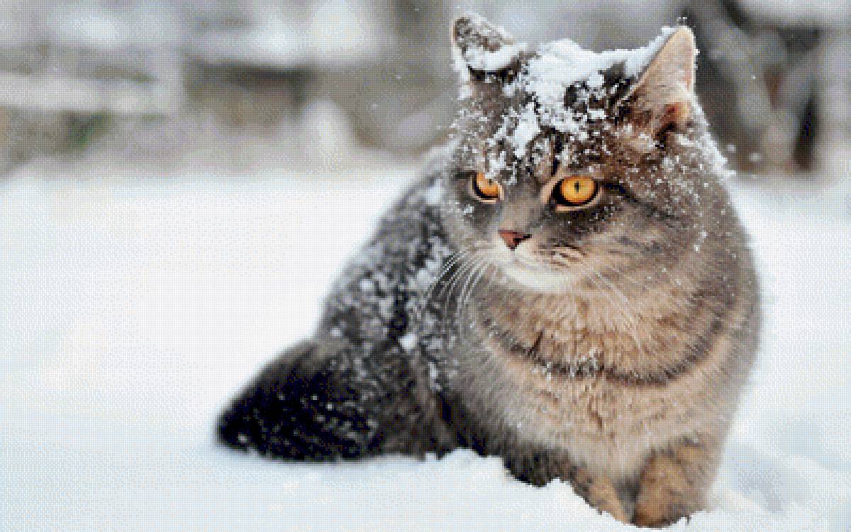 Кот - зима, снег, животные, кот - предпросмотр