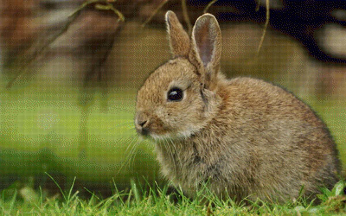 Кролик - животные, кролик - предпросмотр