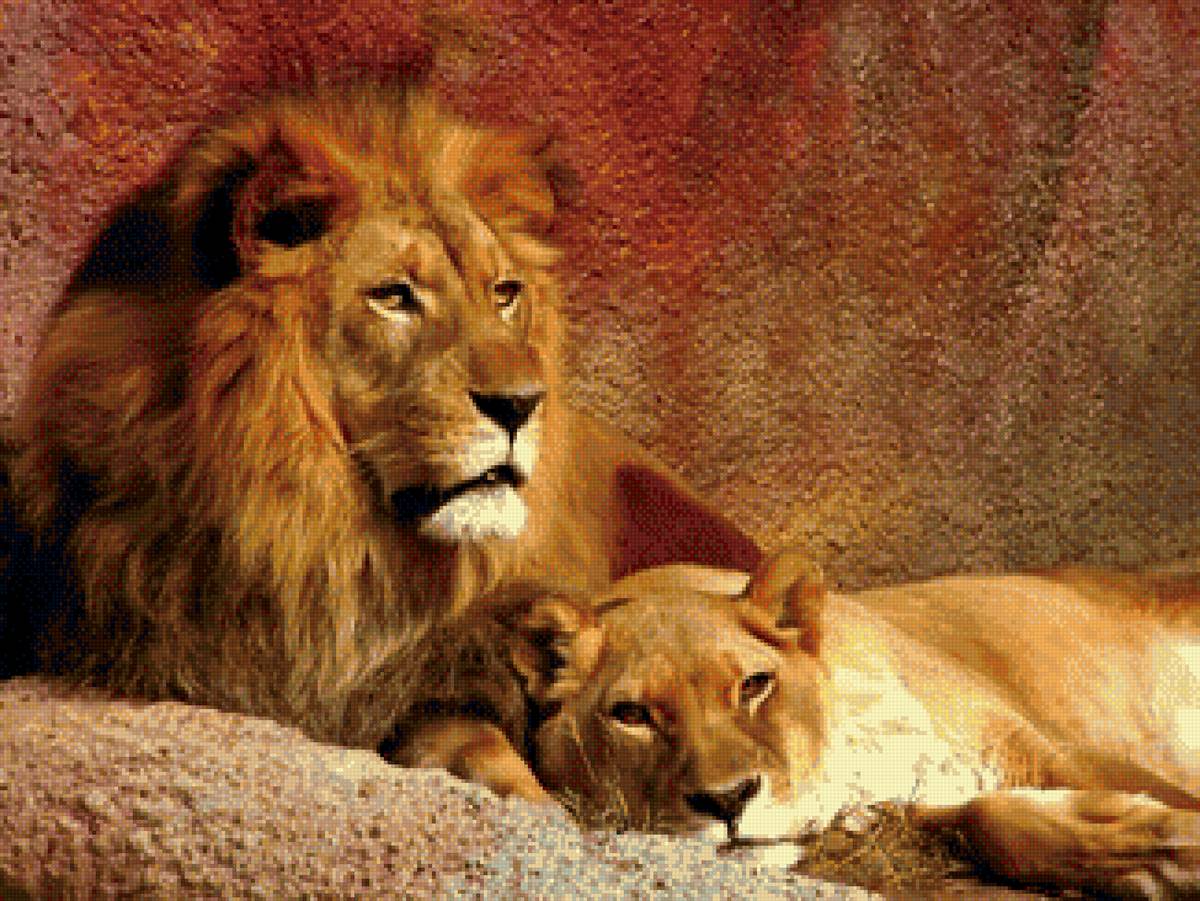 Лев и львицы - лев, семья, прайд, львица, львы - предпросмотр