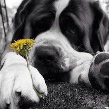 Схема вышивки «ძაღლი»