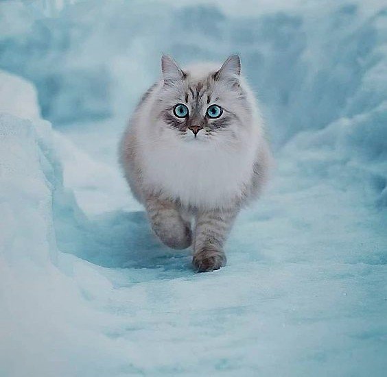 котик - оригинал