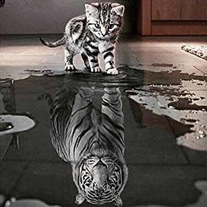 gattino/tigre - gatto, tigre - оригинал