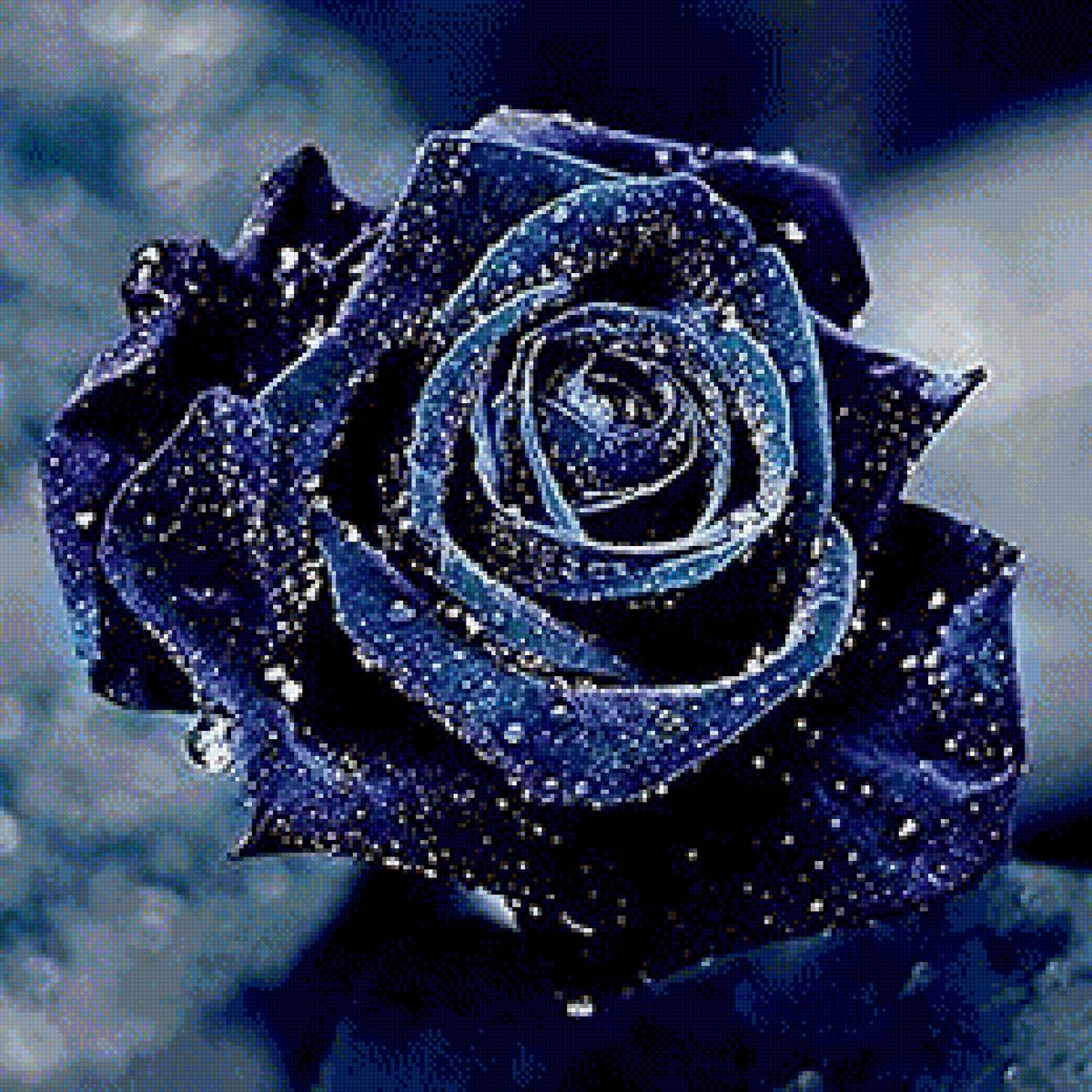 Rosa blu - fiori - предпросмотр