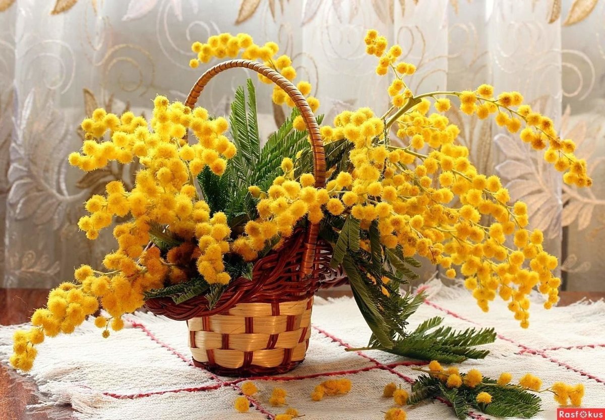 Как сохранить цветы мимозы в домашних условиях. Весенний букет с мимозой и тюльпанами. Весенние цветы Мимоза. Корзинка с тюльпанами и мимозой.