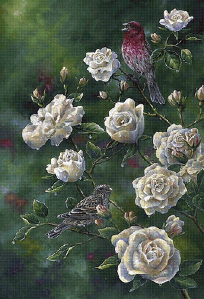 птицы - птицы - предпросмотр