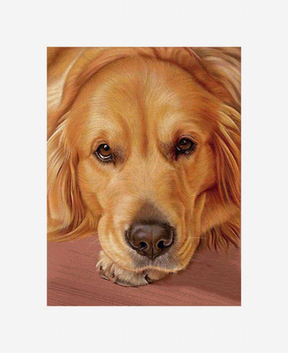 Серия "Собаки". - животные, собаки - предпросмотр